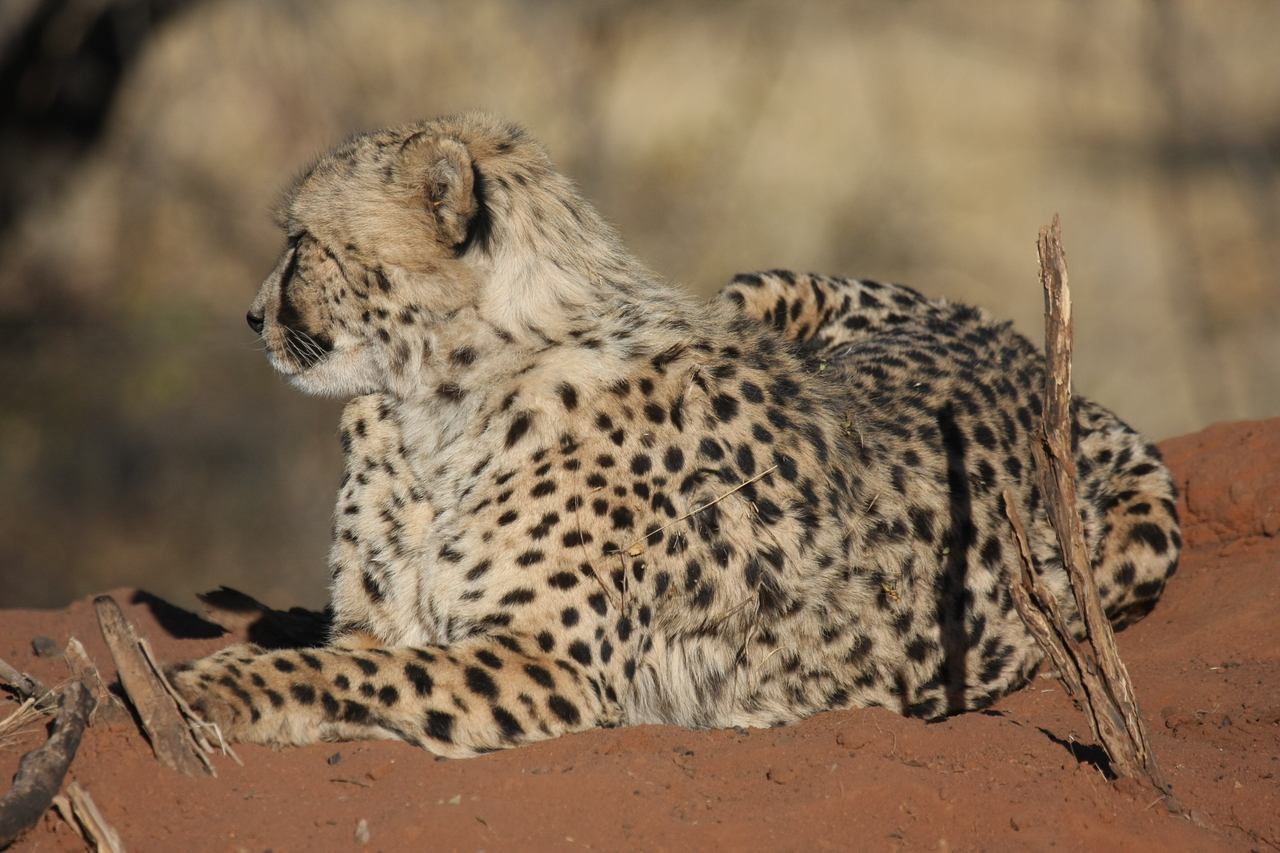 [6772] 2016_06_23_10_59_36_Africa_Canon_EOS_40D_IMG__08774.jpg