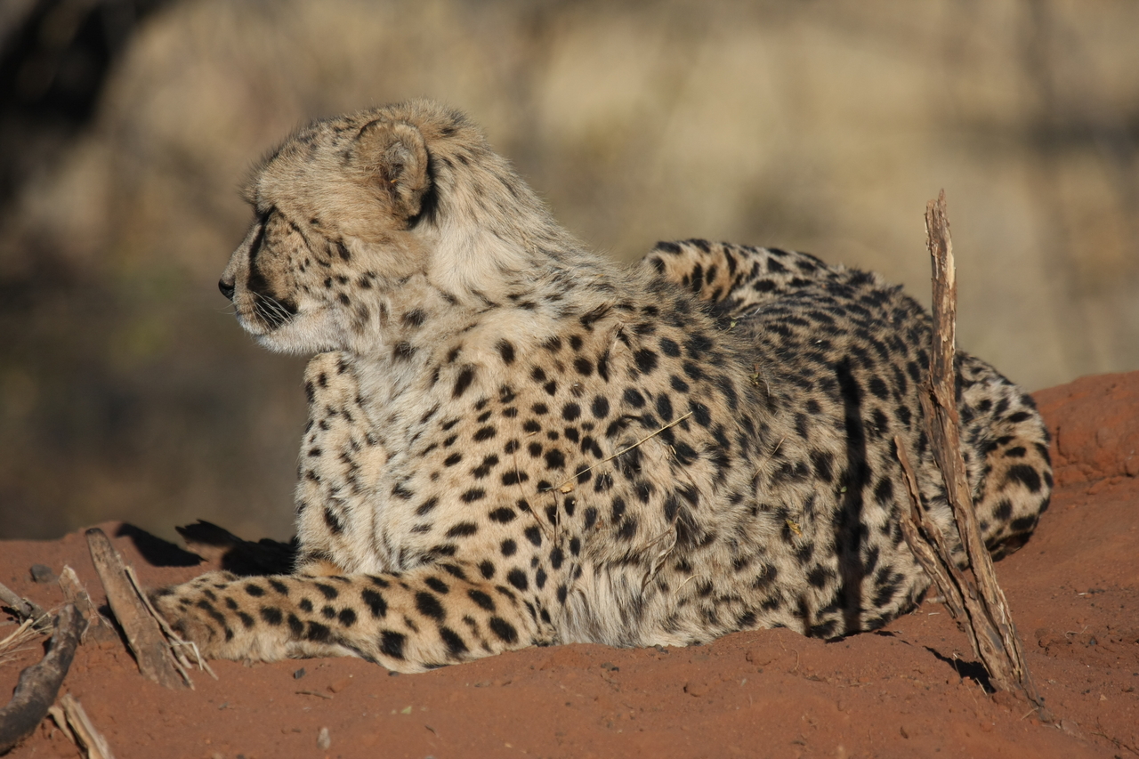 [6777] 2016_06_23_10_59_46_Africa_Canon_EOS_40D_IMG__08775.jpg