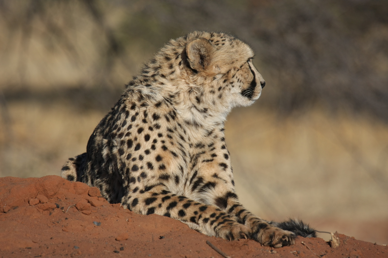 [6785] 2016_06_23_10_59_54_Africa_Canon_EOS_40D_IMG__01330.jpg