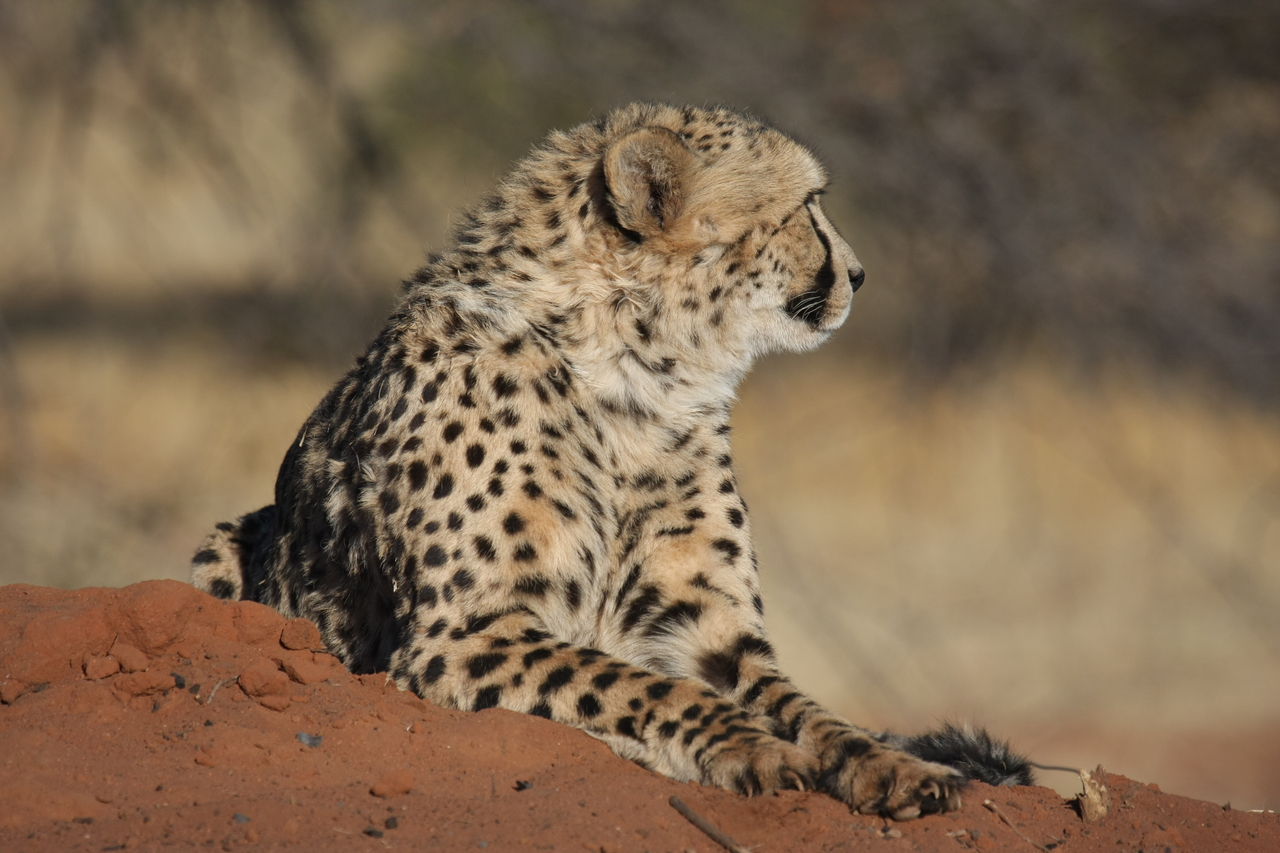 [6788] 2016_06_23_10_59_54_Africa_Canon_EOS_40D_IMG__08778.jpg