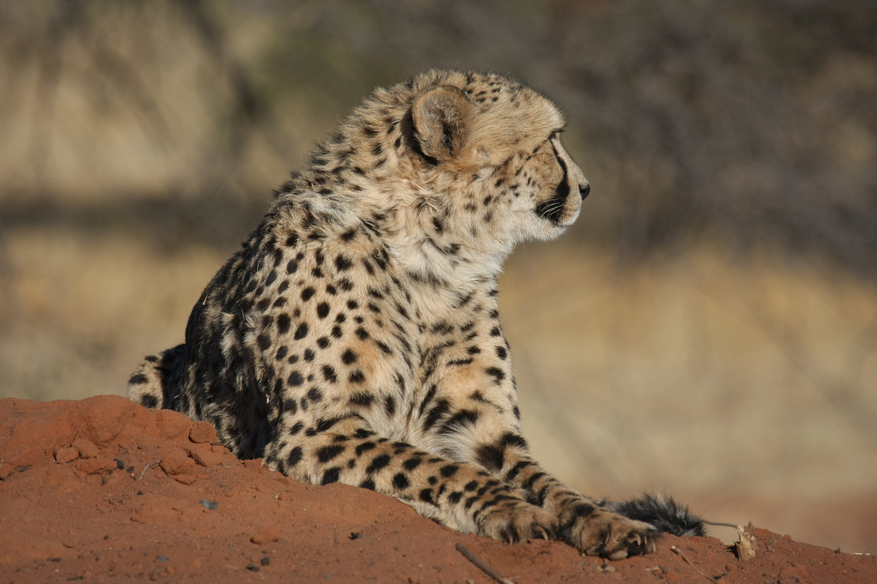 [6791] 2016_06_23_10_59_58_Africa_Canon_EOS_40D_IMG__01332.jpg