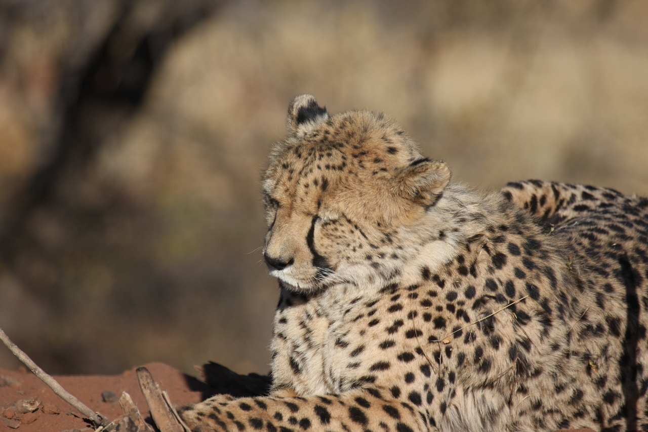 [6795] 2016_06_23_11_00_09_Africa_Canon_EOS_40D_IMG__00500.jpg