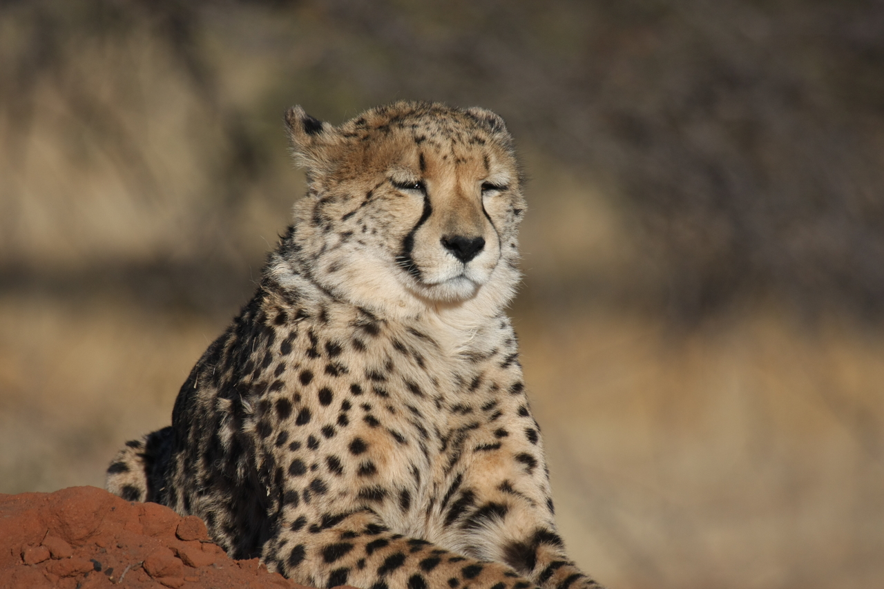 [6802] 2016_06_23_11_00_14_Africa_Canon_EOS_40D_IMG__01336.jpg