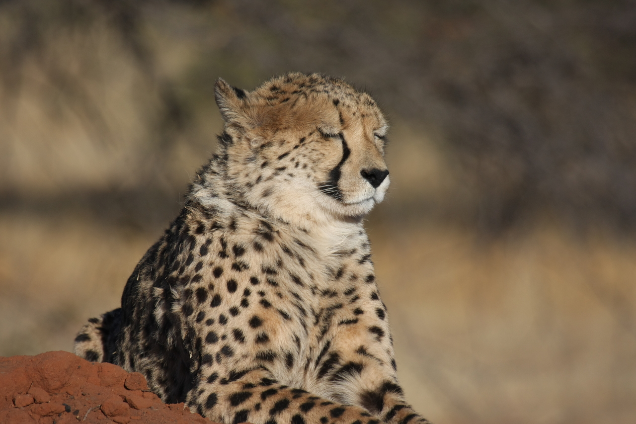 [6804] 2016_06_23_11_00_14_Africa_Canon_EOS_40D_IMG__08782.jpg