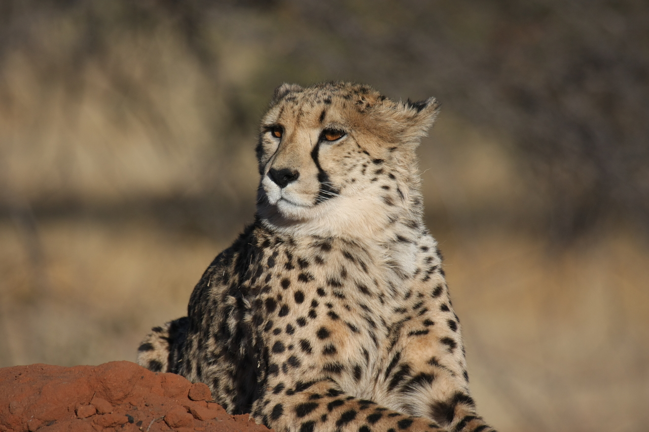 [6812] 2016_06_23_11_00_15_Africa_Canon_EOS_40D_IMG__08786.jpg