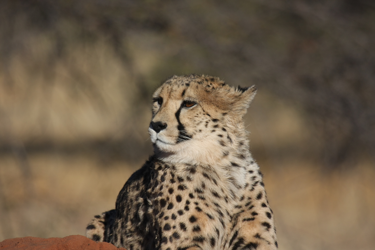 [6822] 2016_06_23_11_00_23_Africa_Canon_EOS_40D_IMG__01343.jpg