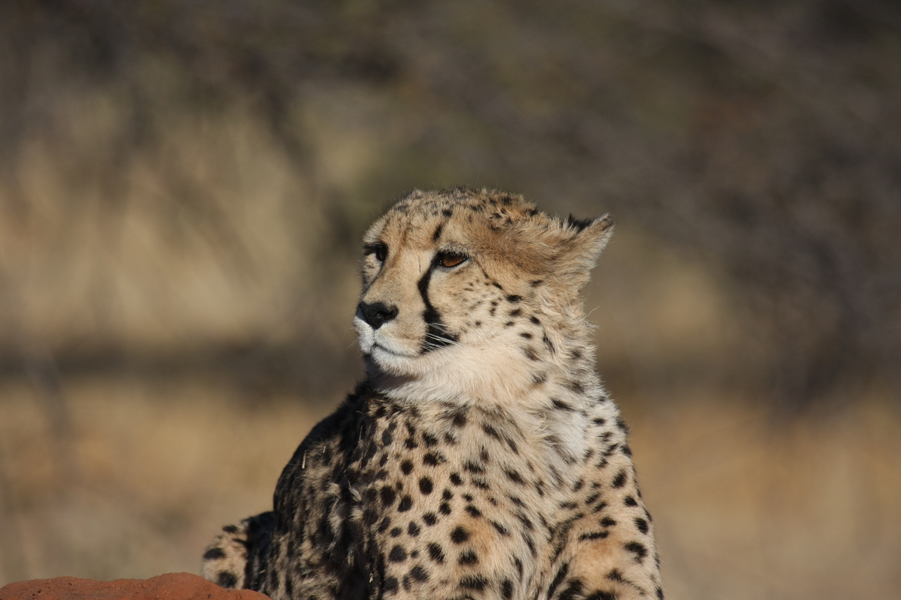 [6830] 2016_06_23_11_00_26_Africa_Canon_EOS_40D_IMG__01346.jpg