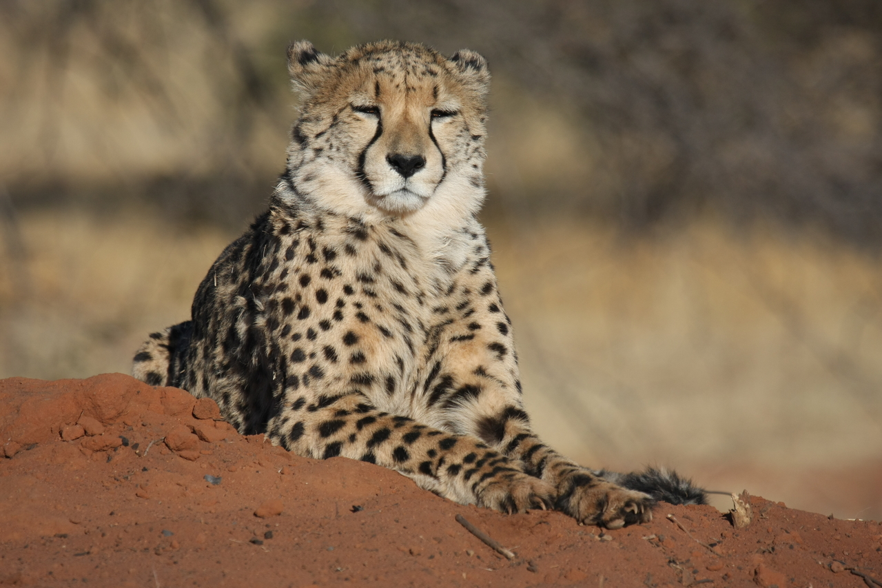 [6852] 2016_06_23_11_00_54_Africa_Canon_EOS_40D_IMG__08794.jpg