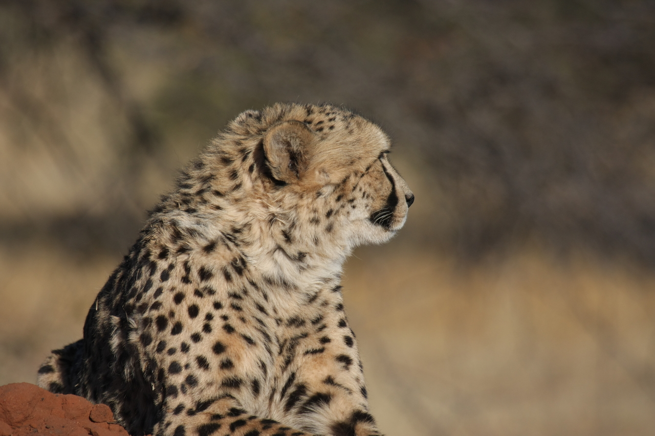 [6857] 2016_06_23_11_01_02_Africa_Canon_EOS_40D_IMG__01350.jpg