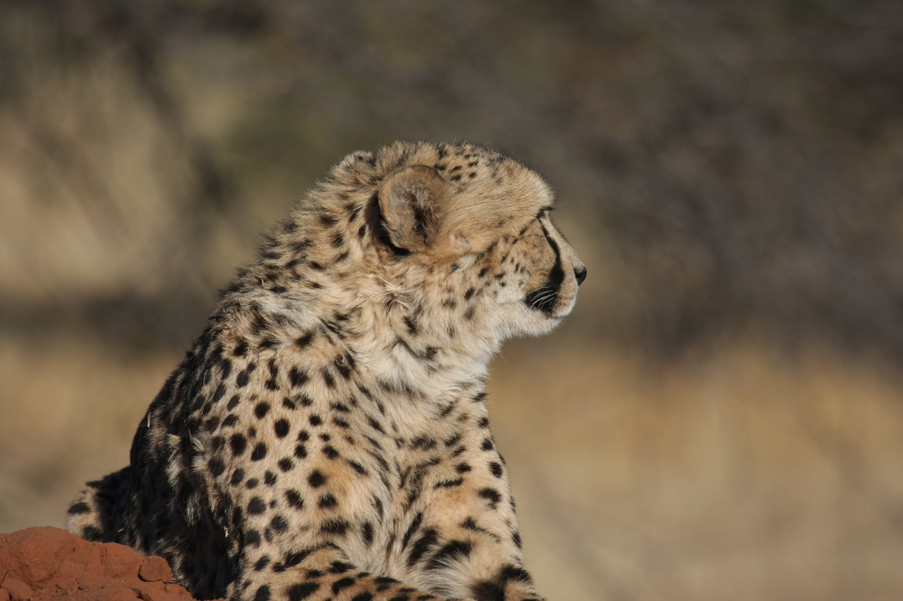 [6858] 2016_06_23_11_01_02_Africa_Canon_EOS_40D_IMG__01351.jpg