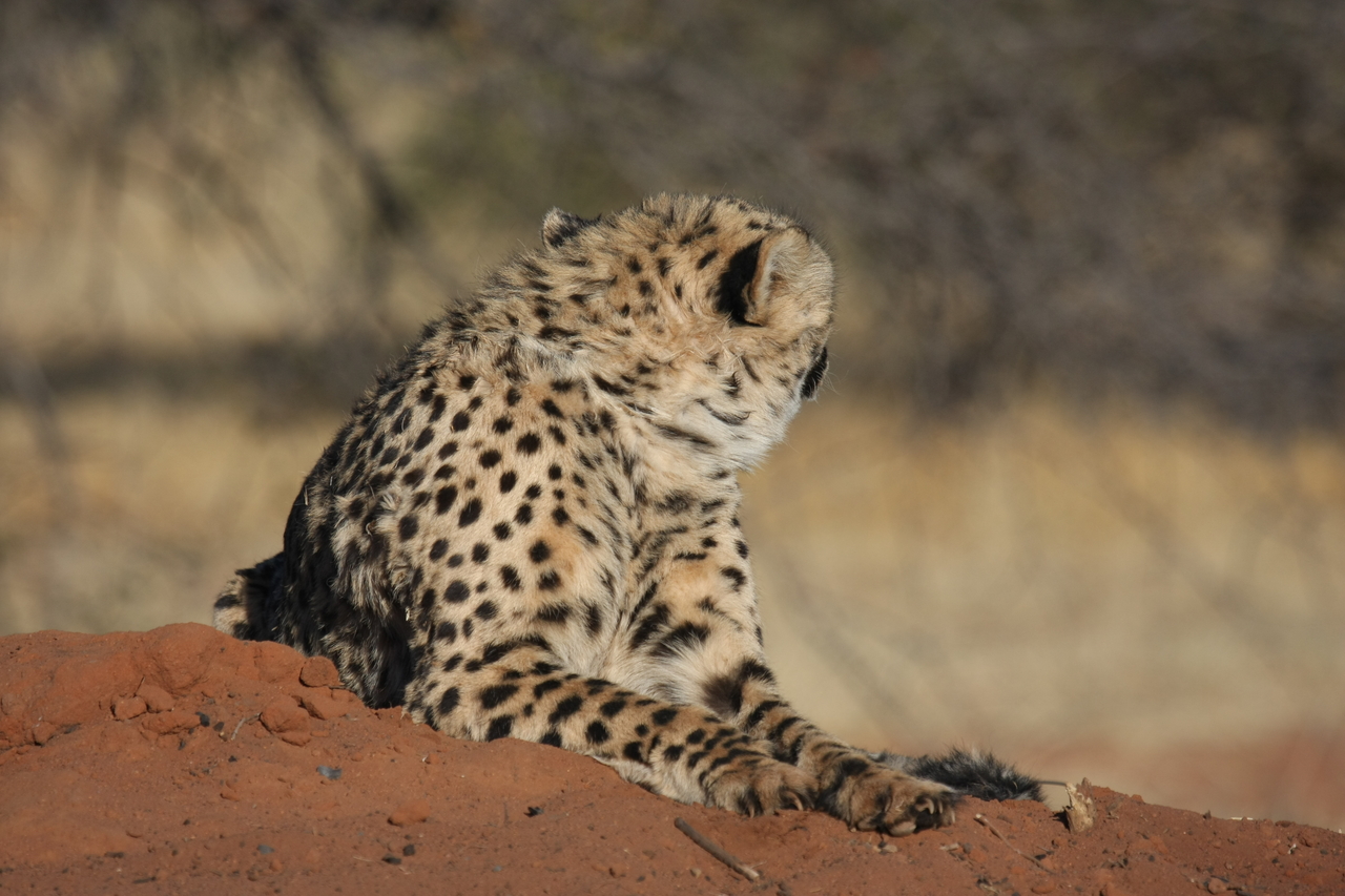 [6862] 2016_06_23_11_01_17_Africa_Canon_EOS_40D_IMG__00519.jpg