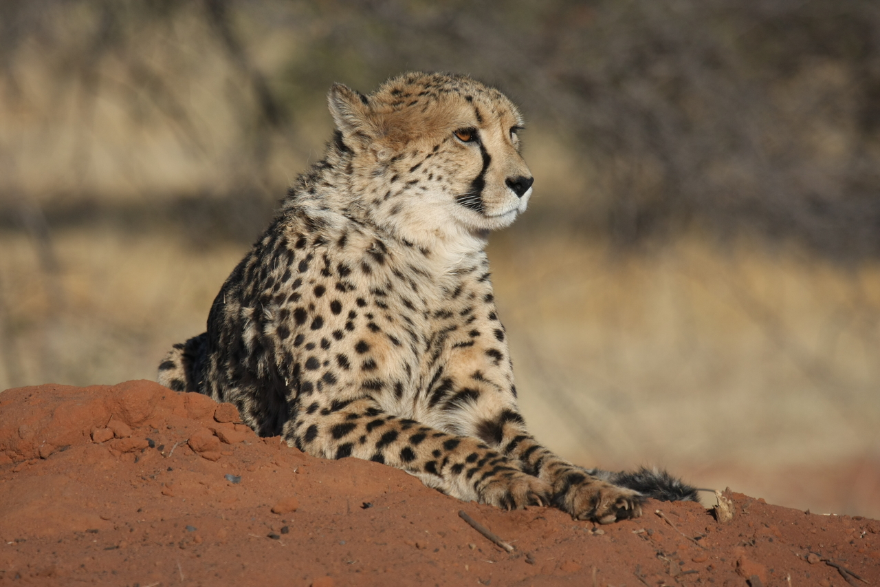 [6873] 2016_06_23_11_01_33_Africa_Canon_EOS_40D_IMG__08801.jpg