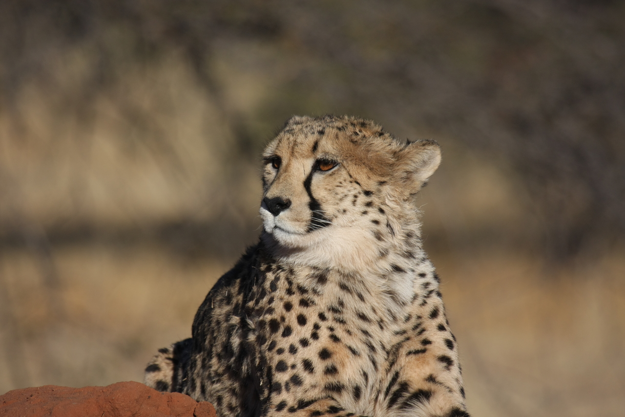 [6878] 2016_06_23_11_01_40_Africa_Canon_EOS_40D_IMG__00525.jpg