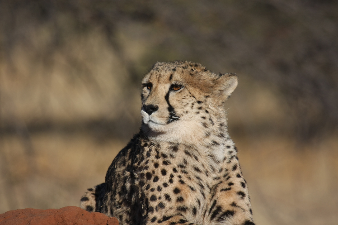 [6879] 2016_06_23_11_01_40_Africa_Canon_EOS_40D_IMG__01357.jpg