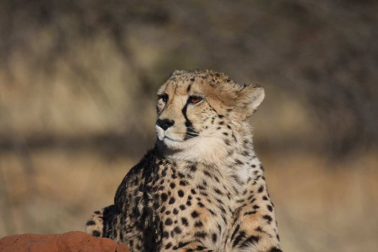 [6880] 2016_06_23_11_01_40_Africa_Canon_EOS_40D_IMG__01358.jpg