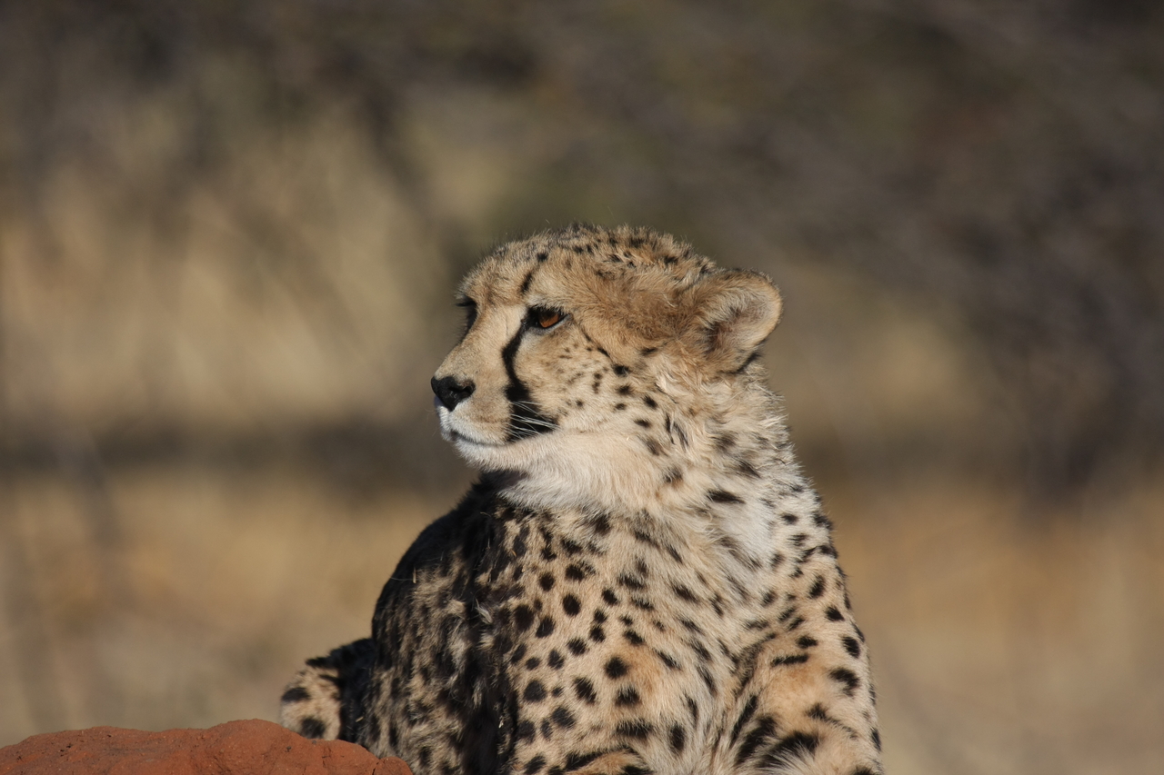 [6888] 2016_06_23_11_01_43_Africa_Canon_EOS_40D_IMG__01360.jpg