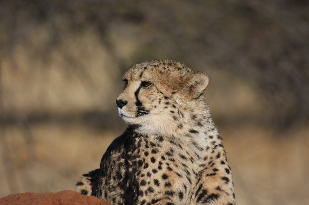 [6892] 2016_06_23_11_01_43_Africa_Canon_EOS_40D_IMG__08808.jpg