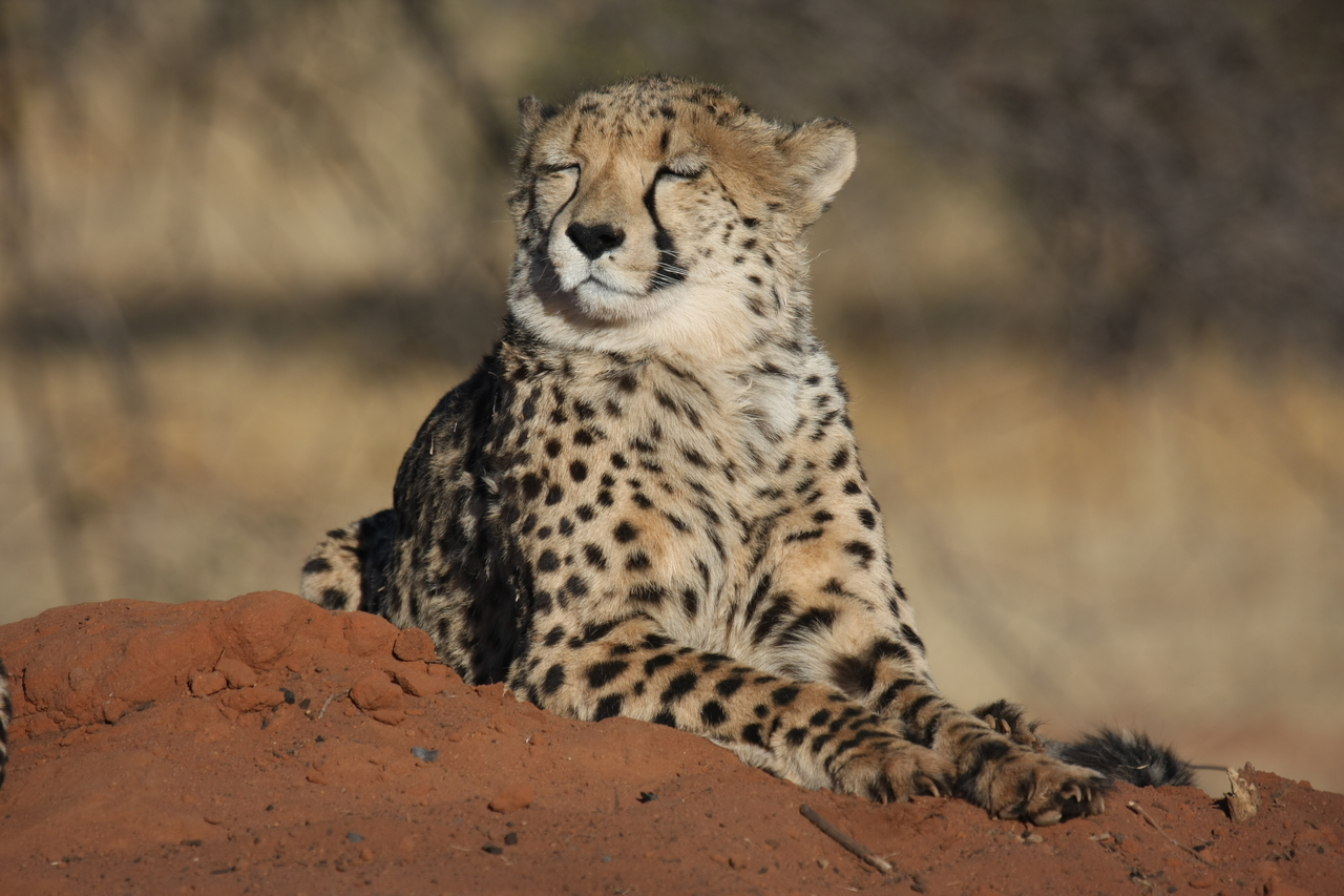 [6913] 2016_06_23_11_03_07_Africa_Canon_EOS_40D_IMG__01369.jpg