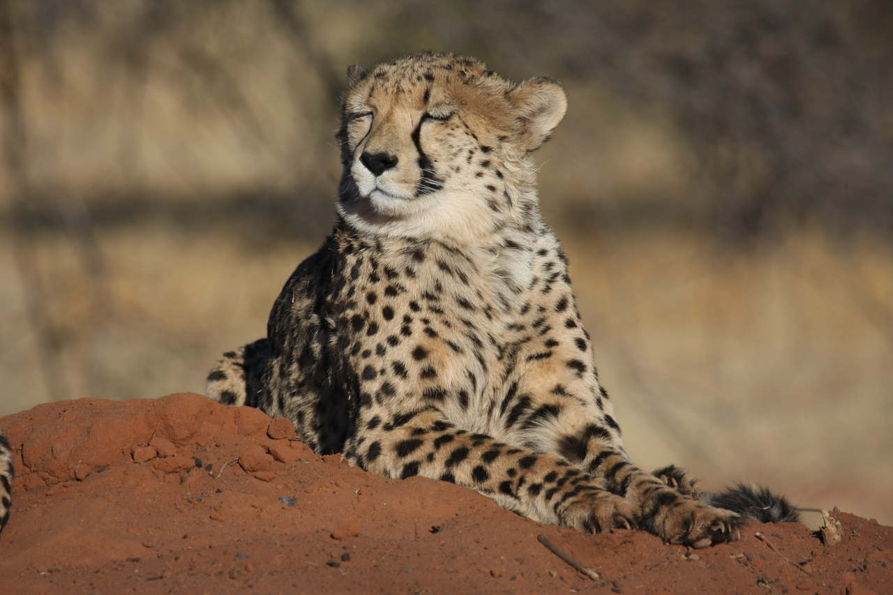 [6915] 2016_06_23_11_03_07_Africa_Canon_EOS_40D_IMG__08815.jpg