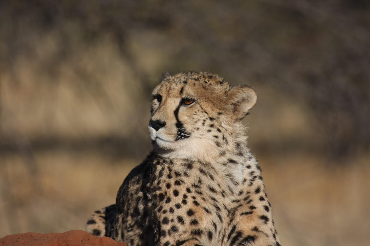 [6926] 2016_06_23_11_03_20_Africa_Canon_EOS_40D_IMG__01374.jpg