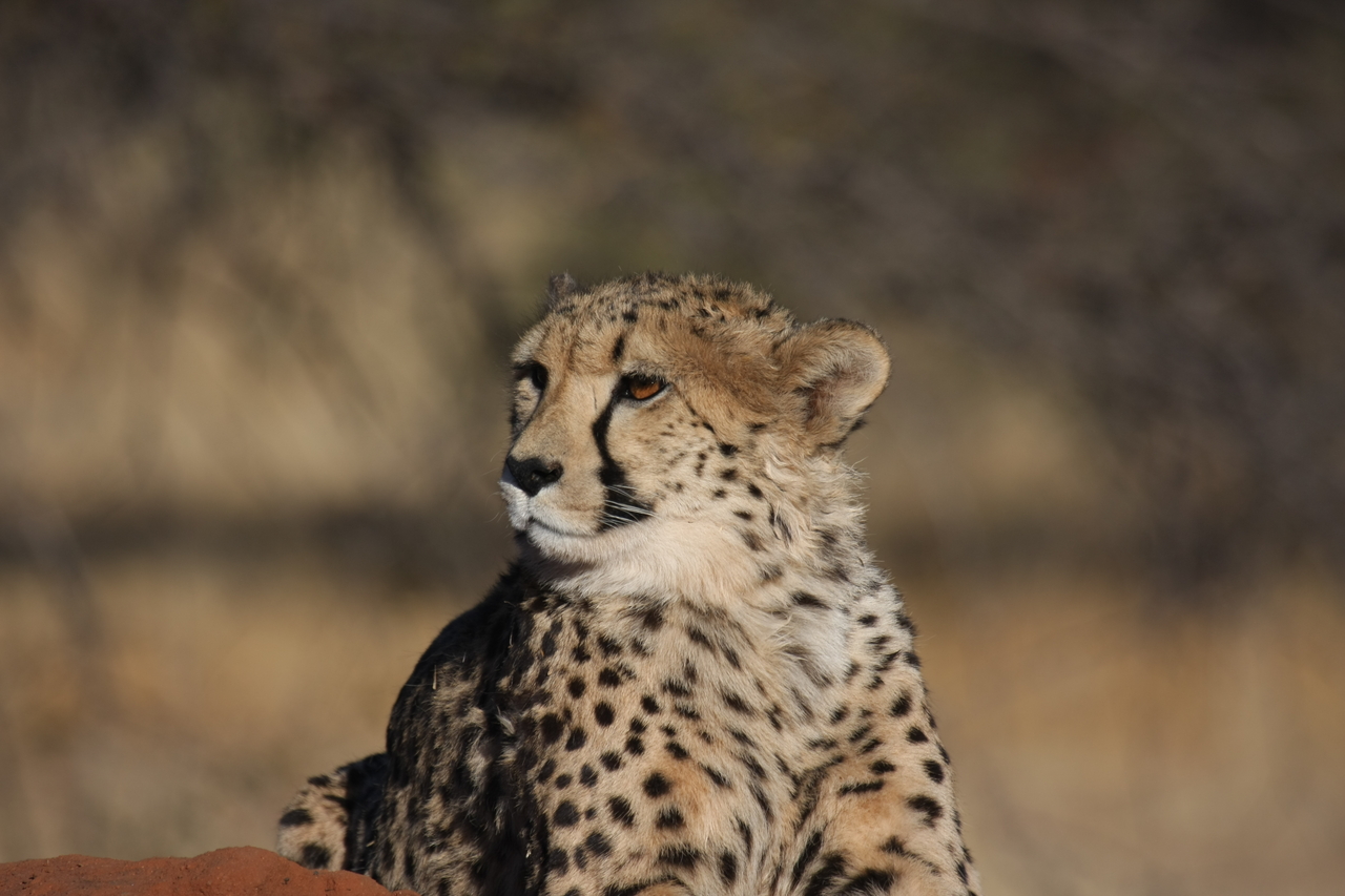 [6933] 2016_06_23_11_03_35_Africa_Canon_EOS_40D_IMG__01376.jpg