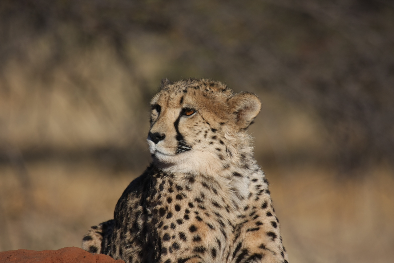 [6934] 2016_06_23_11_03_35_Africa_Canon_EOS_40D_IMG__08822.jpg