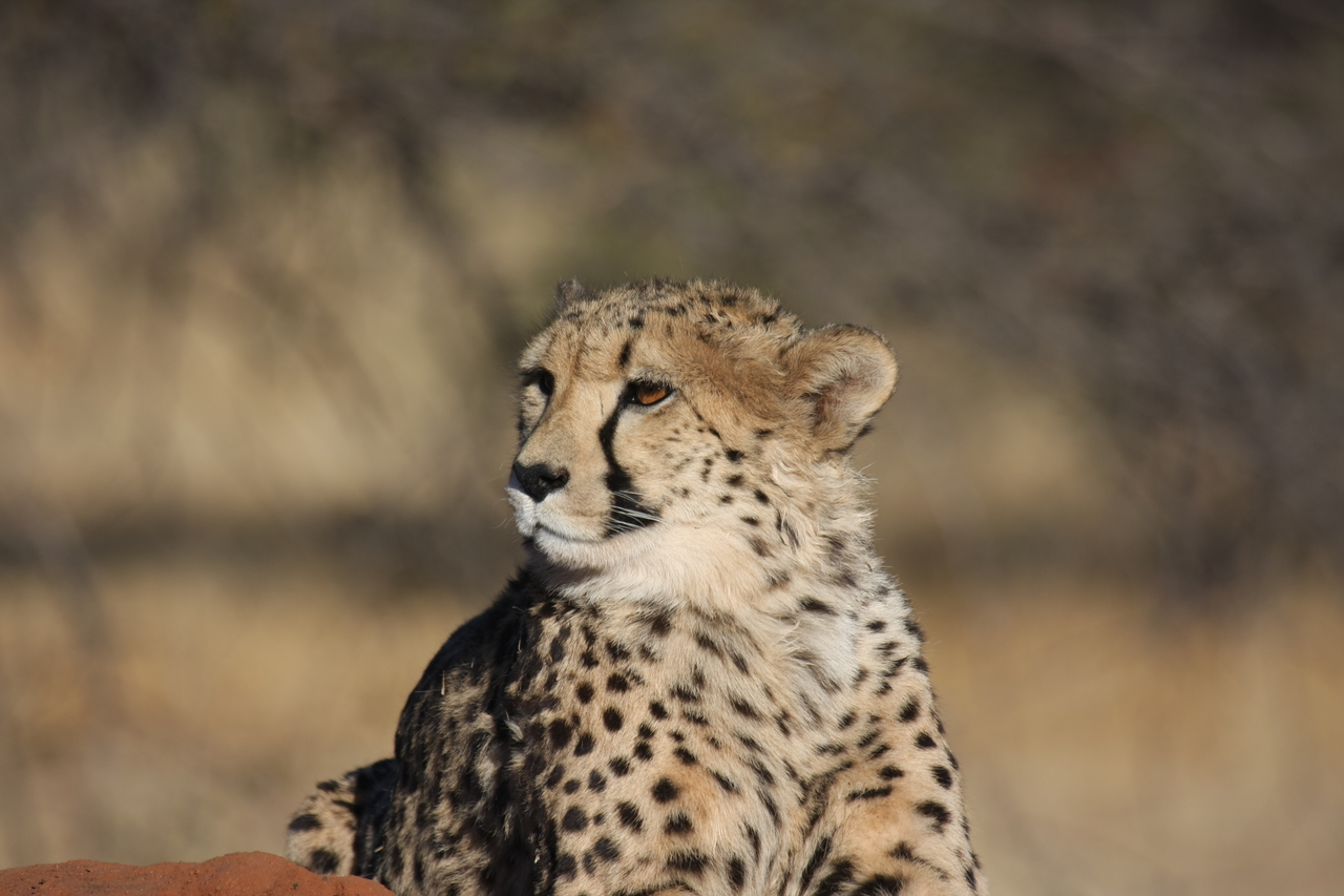 [6936] 2016_06_23_11_03_39_Africa_Canon_EOS_40D_IMG__00543.jpg