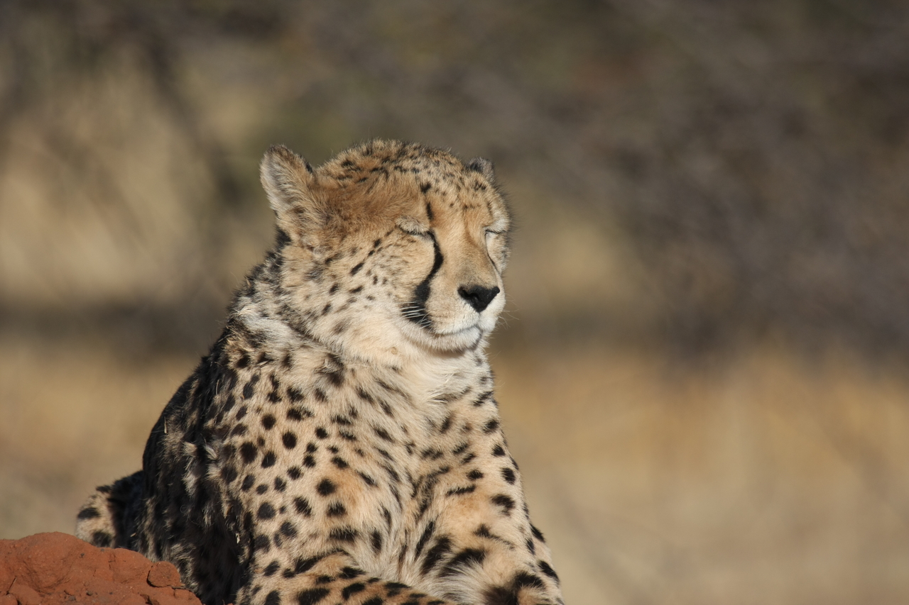 [6955] 2016_06_23_11_04_27_Africa_Canon_EOS_40D_IMG__08829.jpg