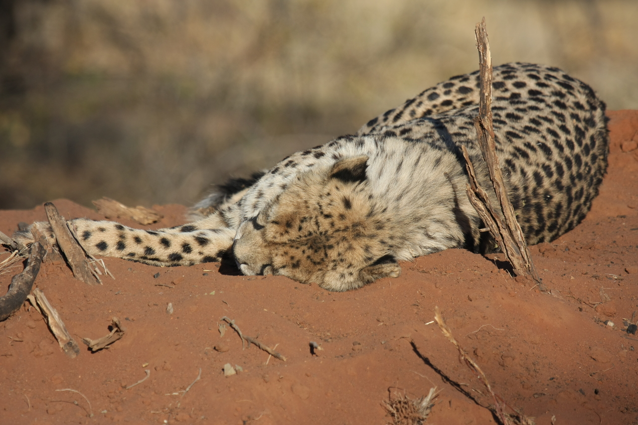 [6968] 2016_06_23_11_04_37_Africa_Canon_EOS_40D_IMG__01387.jpg