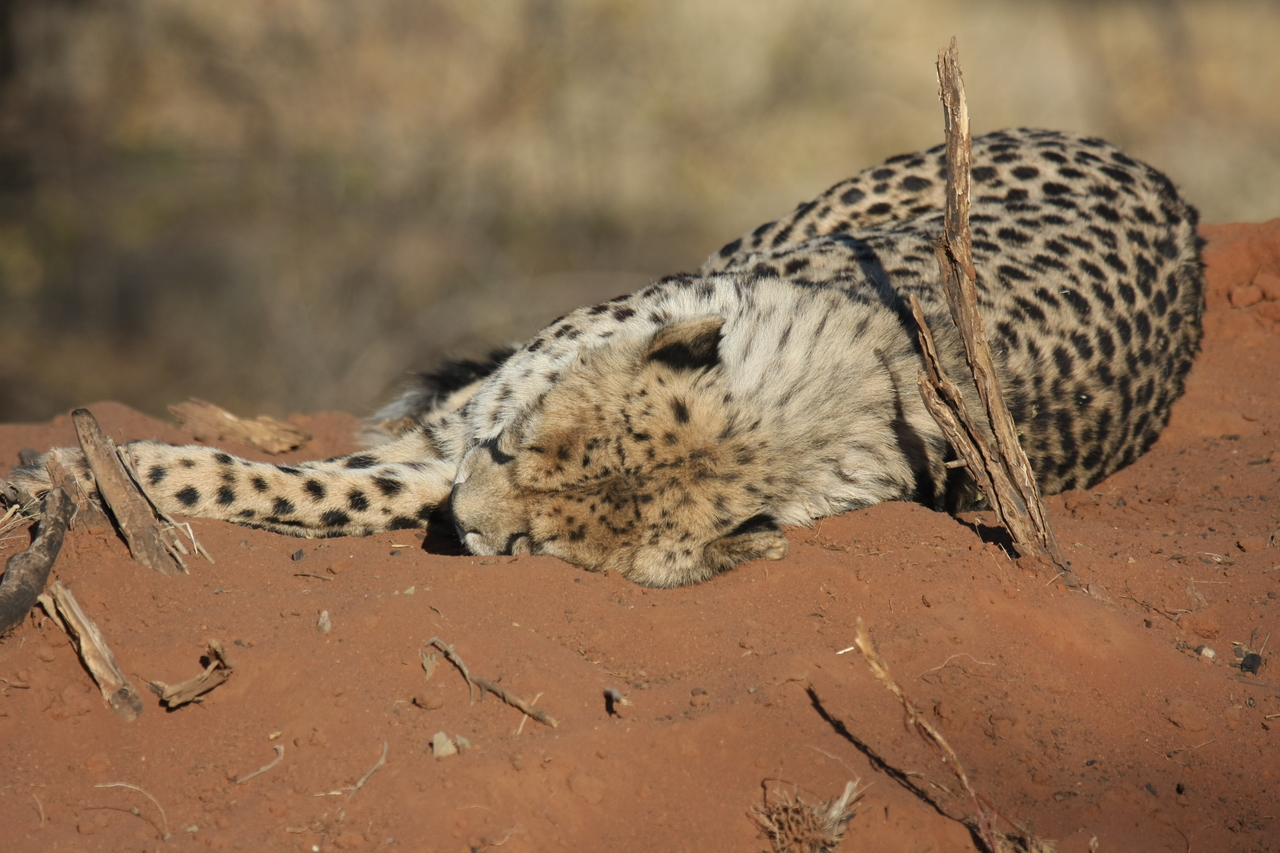 [6973] 2016_06_23_11_04_43_Africa_Canon_EOS_40D_IMG__01389.jpg