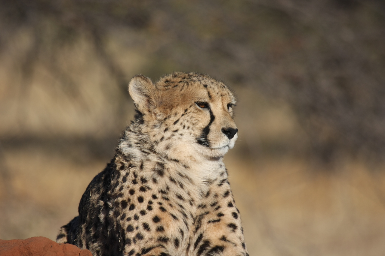 [6988] 2016_06_23_11_07_52_Africa_Canon_EOS_40D_IMG__08838.jpg