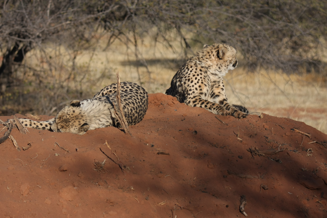 [6996] 2016_06_23_11_08_12_Africa_Canon_EOS_40D_IMG__01392.jpg