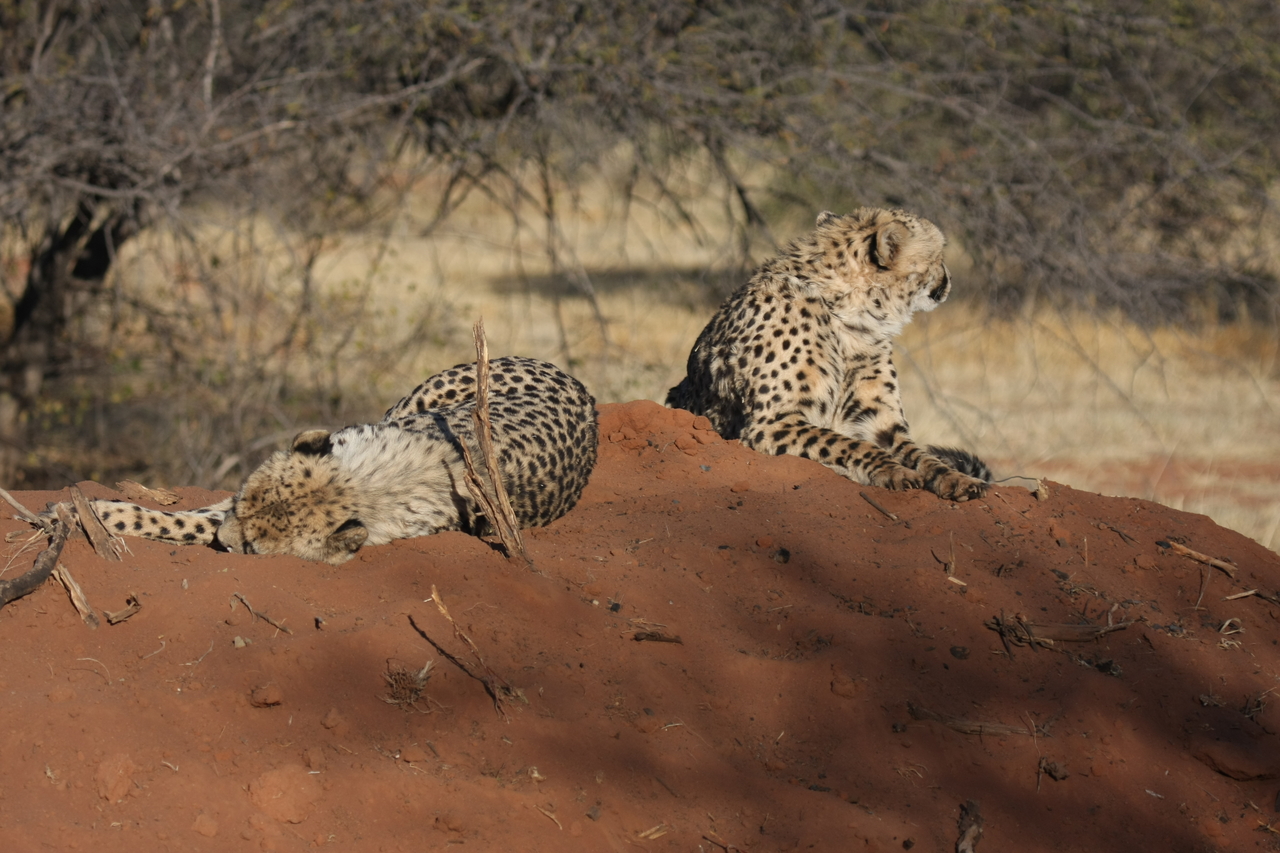 [7006] 2016_06_23_11_08_16_Africa_Canon_EOS_40D_IMG__00563.jpg