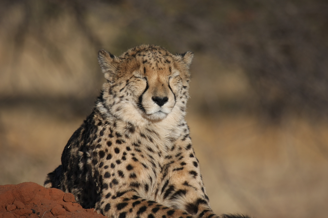 [7034] 2016_06_23_11_08_36_Africa_Canon_EOS_40D_IMG__08852.jpg