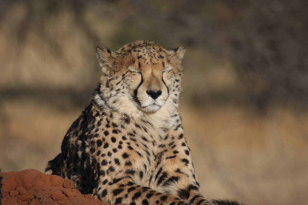 [7038] 2016_06_23_11_08_39_Africa_Canon_EOS_40D_IMG__01406.jpg