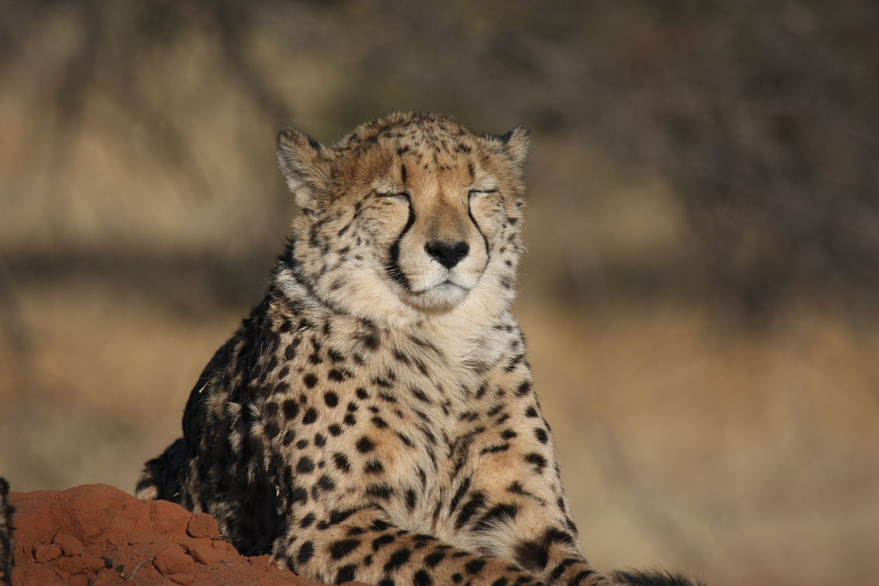 [7045] 2016_06_23_11_08_40_Africa_Canon_EOS_40D_IMG__00576.jpg