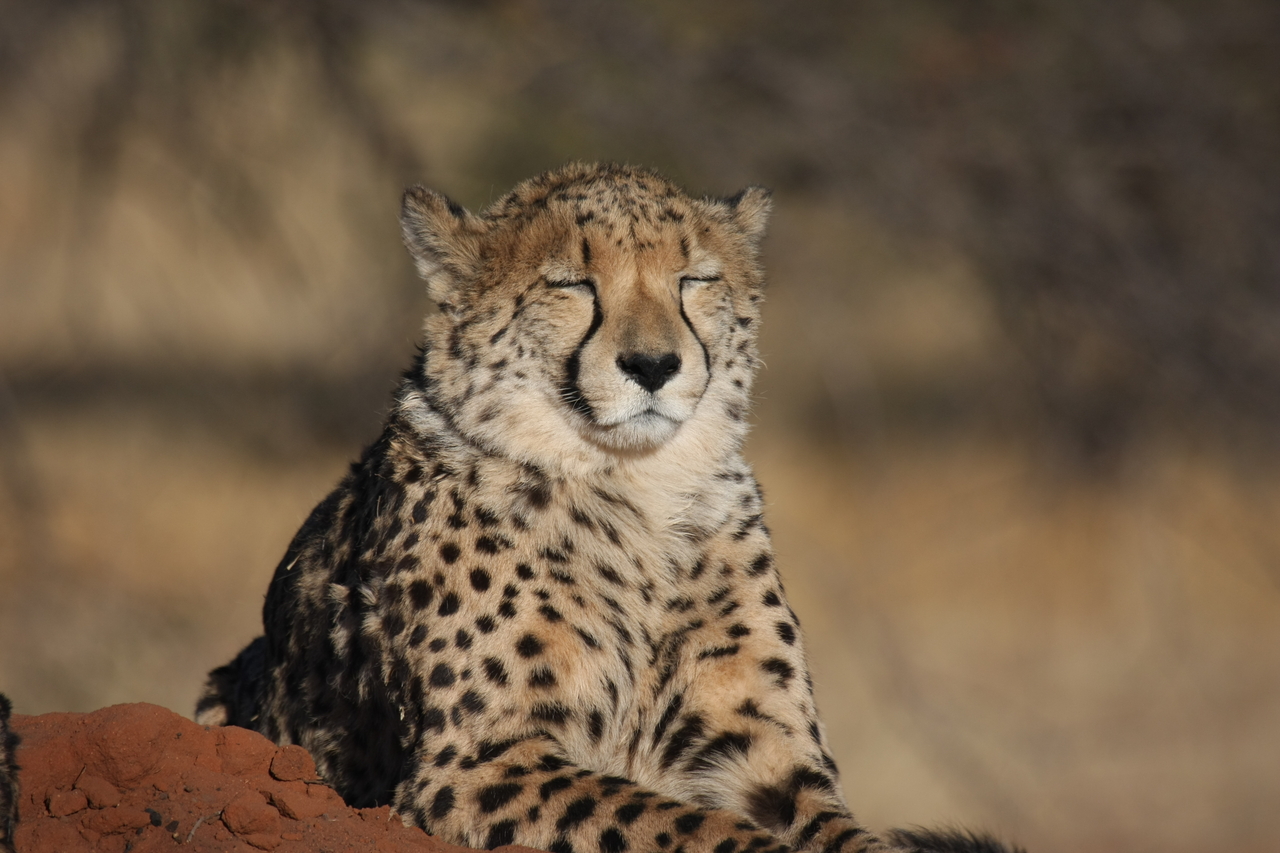 [7046] 2016_06_23_11_08_40_Africa_Canon_EOS_40D_IMG__01409.jpg