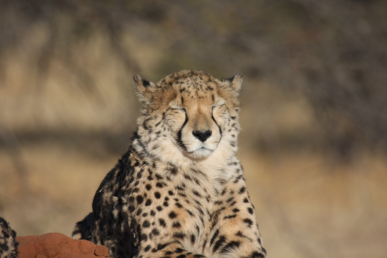 [7057] 2016_06_23_11_08_51_Africa_Canon_EOS_40D_IMG__08859.jpg