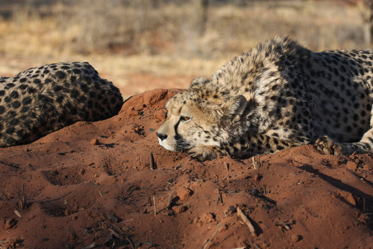 [7059] 2016_06_23_11_13_14_Africa_Canon_EOS_40D_IMG__00580.jpg