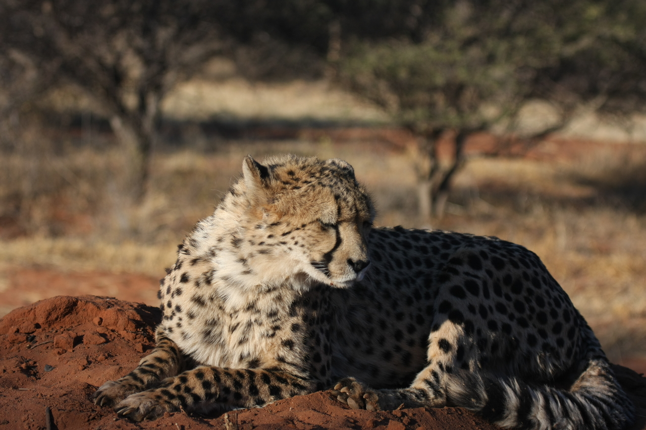 [7076] 2016_06_23_11_13_23_Africa_Canon_EOS_40D_IMG__08866.jpg