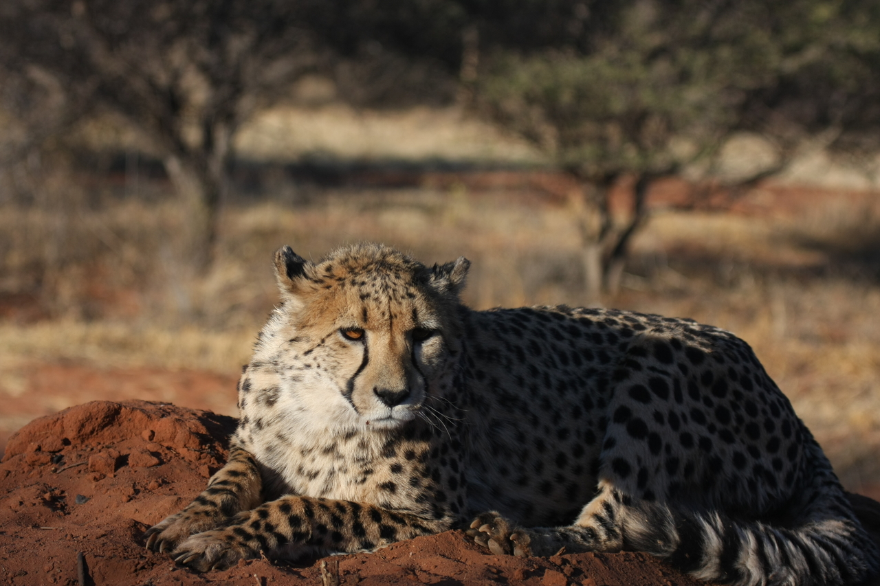 [7077] 2016_06_23_11_13_24_Africa_Canon_EOS_40D_IMG__00586.jpg