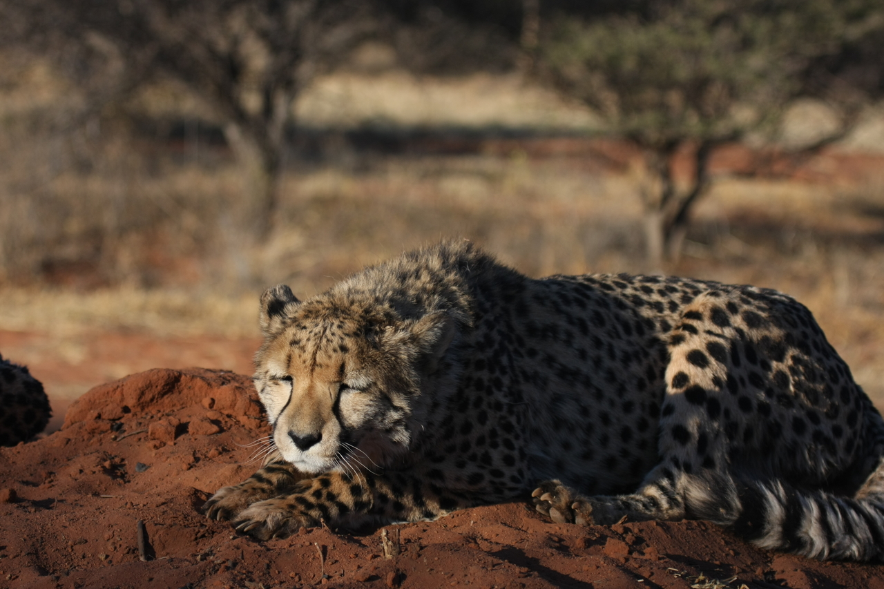 [7082] 2016_06_23_11_13_24_Africa_Canon_EOS_40D_IMG__08868.jpg