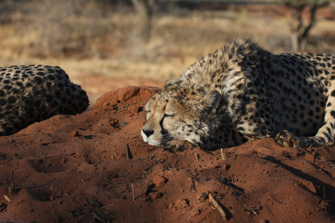 [7092] 2016_06_23_11_13_48_Africa_Canon_EOS_40D_IMG__00589.jpg