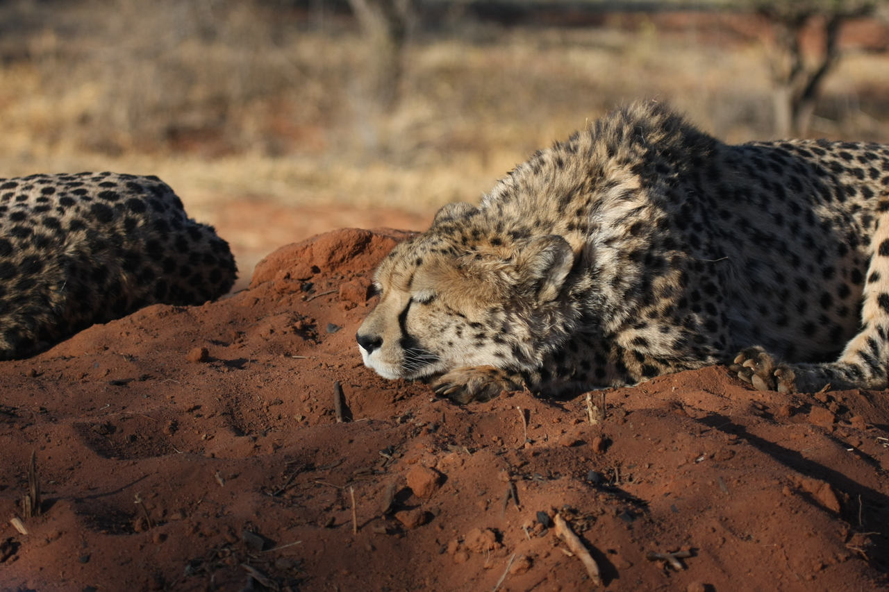 [7097] 2016_06_23_11_13_48_Africa_Canon_EOS_40D_IMG__08869.jpg