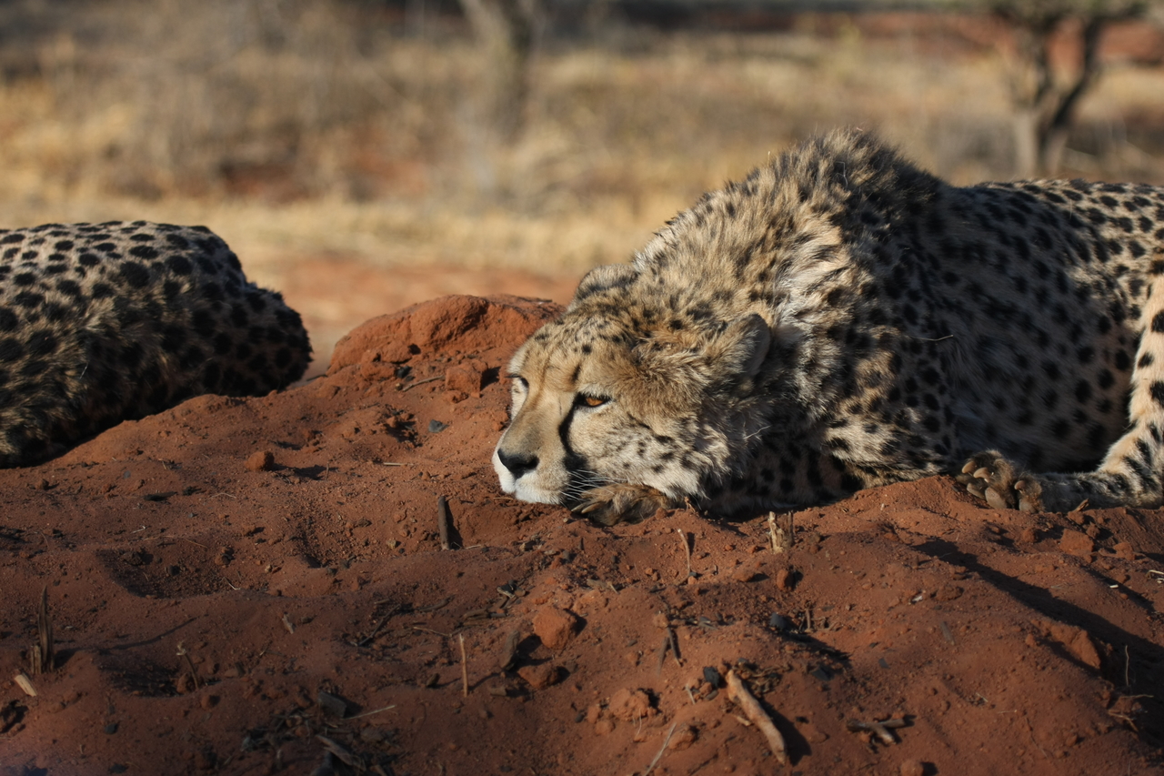 [7099] 2016_06_23_11_13_48_Africa_Canon_EOS_40D_IMG__08871.jpg