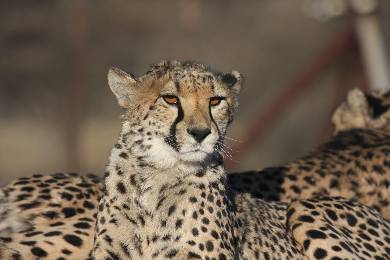 [7134] 2016_06_23_11_19_53_Africa_Canon_EOS_40D_IMG__00593.jpg