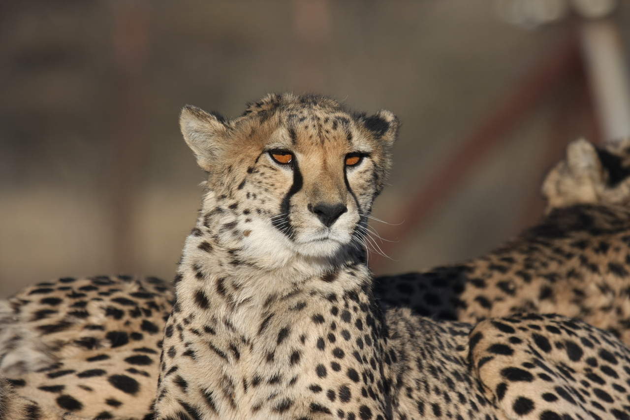 [7135] 2016_06_23_11_19_53_Africa_Canon_EOS_40D_IMG__00594.jpg