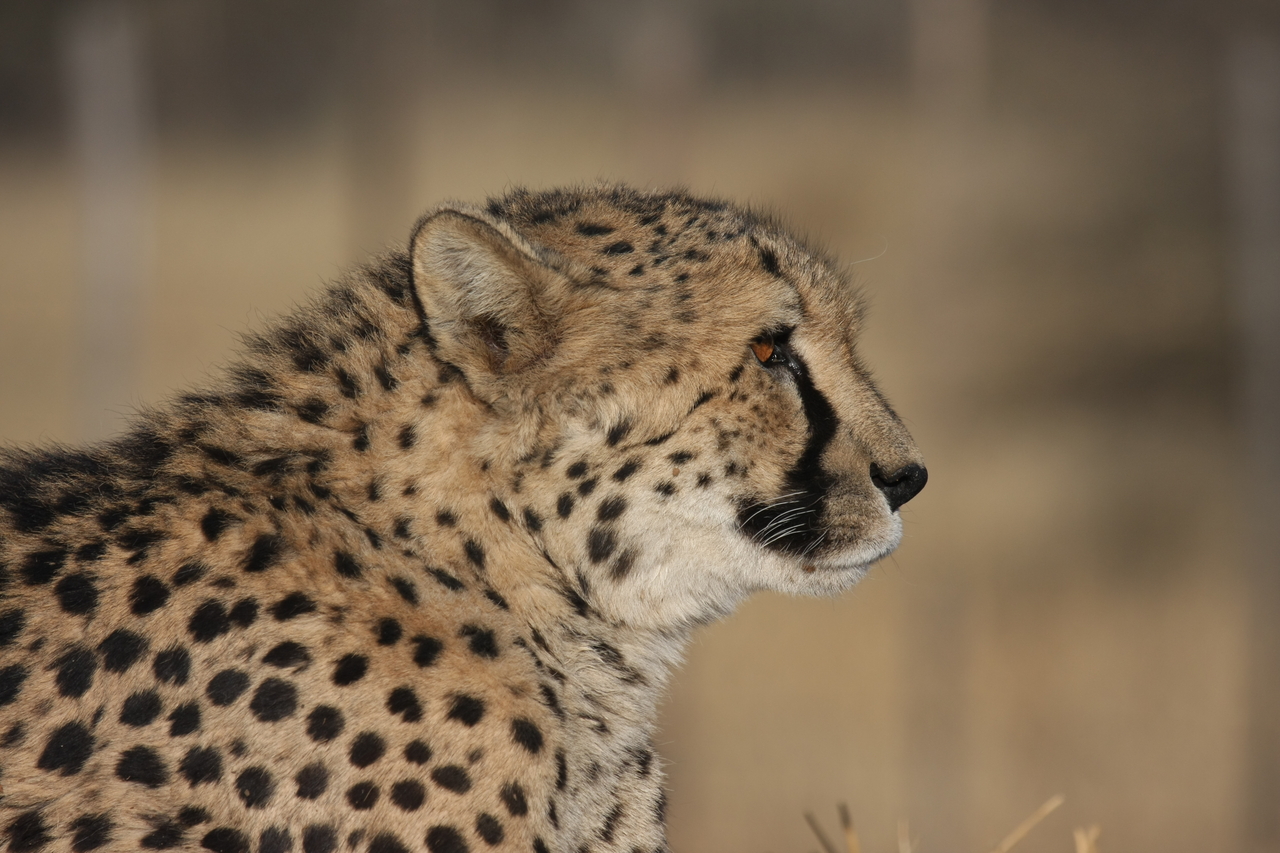 [7144] 2016_06_23_11_20_06_Africa_Canon_EOS_40D_IMG__01430.jpg