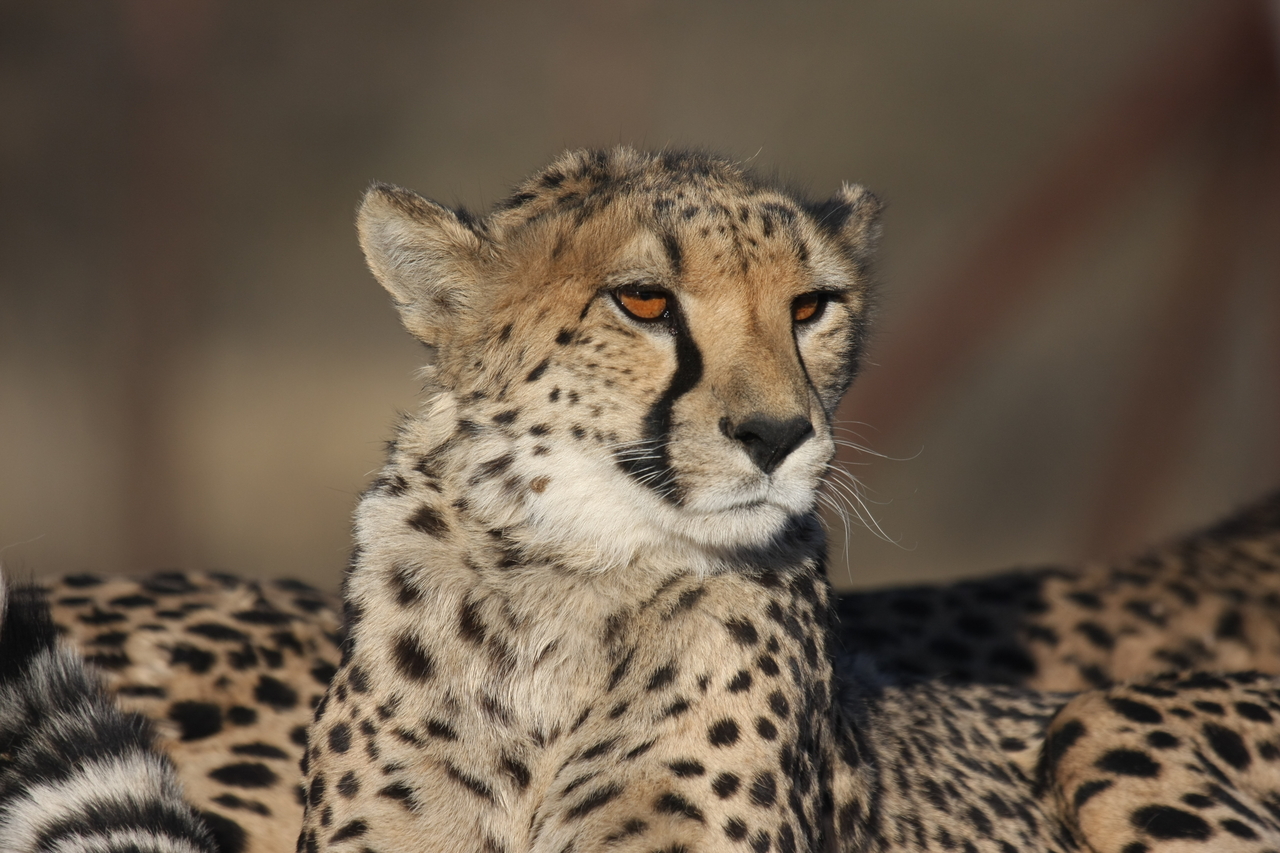 [7203] 2016_06_23_11_21_16_Africa_Canon_EOS_40D_IMG__08893.jpg