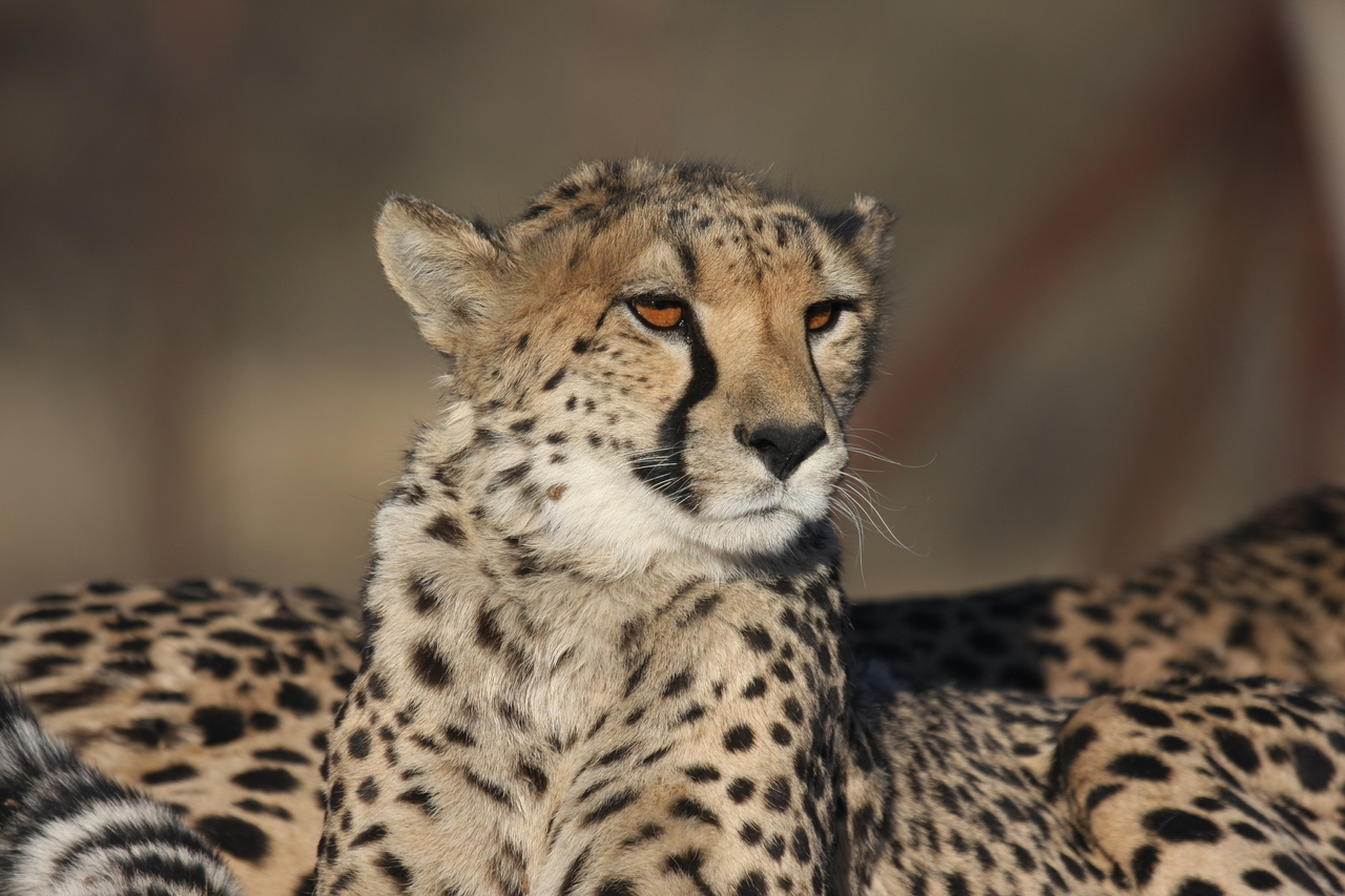 [7209] 2016_06_23_11_21_21_Africa_Canon_EOS_40D_IMG__08895.jpg